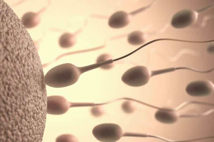 Morning After Pill - Sperm attempting fertilisation of Egg