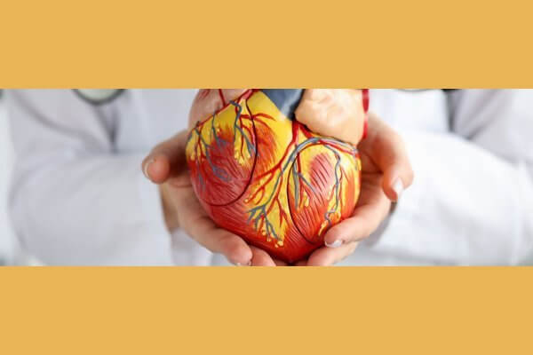 Doctor holding an artificial heart demonstrating heart conditions that lead to abnormal heart rhythm