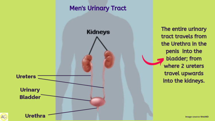 Showing a graphic of the Urinary tract in humans