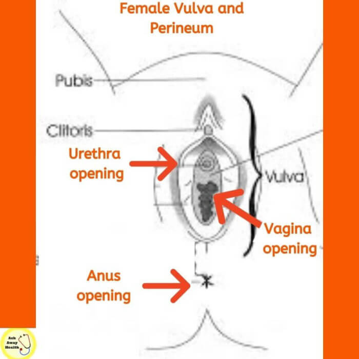 Graphic drawing of a woman's vulva and perineum