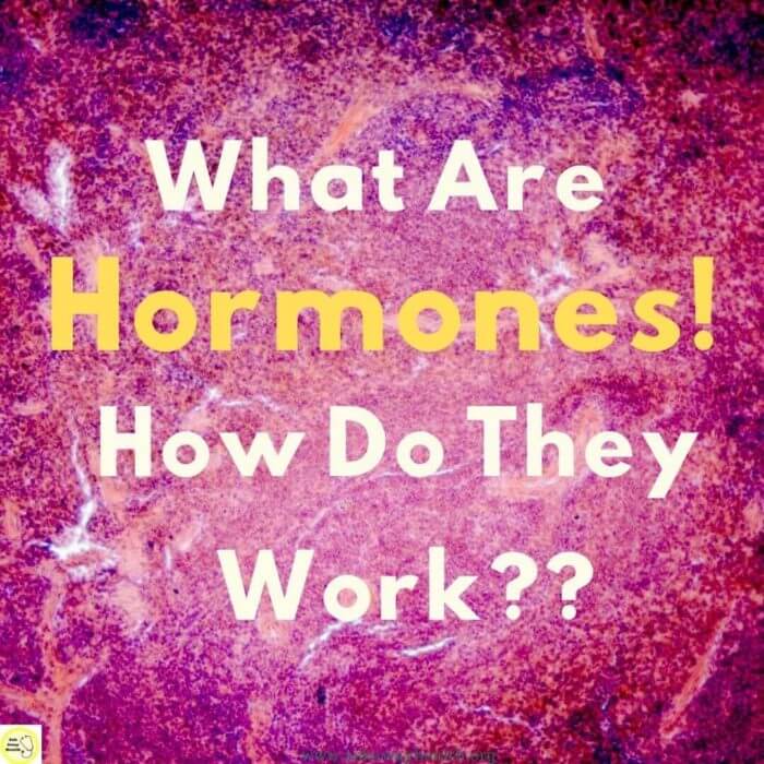 Graphic Title on Hormones