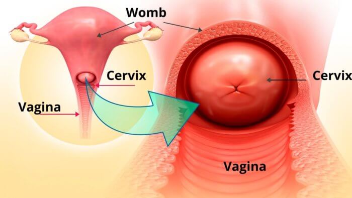 Vaginal Bleeding After Sex - Structure of the vagina, cervix, womb