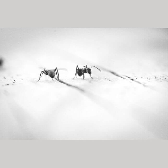 Image of 2 mosquitoes on a flat surface
