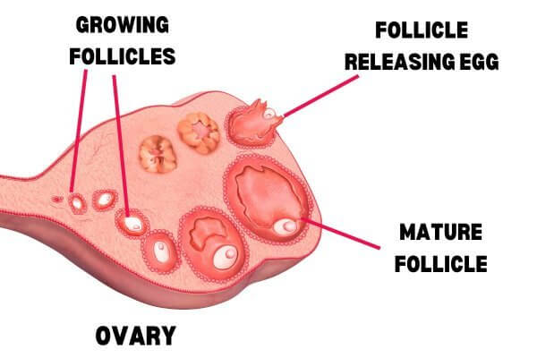 How follicles of ovary mature and possible causes of ovulation pain