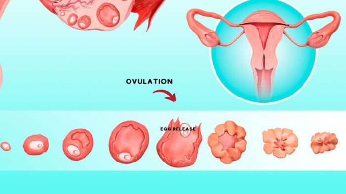 Pregnant From Period Sex - Ovulation time could change the odds.