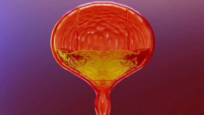 repeated urine infections - image of the urinary bladder