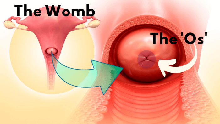 Image of the womb showing the opening called the 'os'.