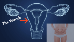 Picture of the womb with smal insert of a woman making a circle on her pelvic area.