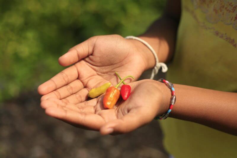 Cupped hands hoping spicy peppers - Indigestion 