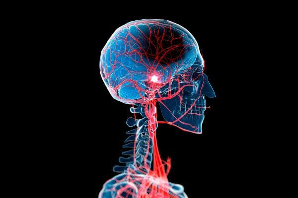 Side view image of the head and neck showing the blood vessels - Increase blood flow and circulation