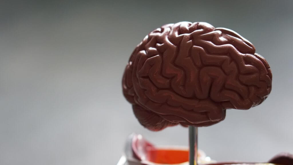Side profile image of an artificial brain - damage to one of the nerves from the brain leads to Bell's palsy and 'drooping face'.